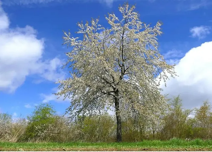 Vakantiehuis Am Sauerbrunnen *